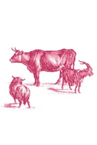 T-shirt Sajou Recto Verso Taille L 5 T-shirt Sajou Recto Verso Taille L – Image 5