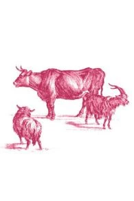 T-shirt Sajou Recto Verso Taille M 5 T-shirt Sajou Recto Verso Taille M – Image 5